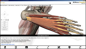 3D Muscle software