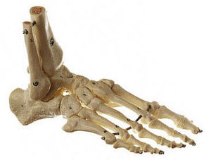 Foot skeleton